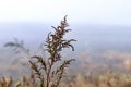 Autumn view with wet thickets of grass and weeds on a foggy day