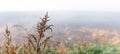 Autumn view with wet thickets of grass and weeds on a foggy day