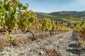 Autumn view on a wineyard terraces in Duoro valley on Duoro river, Portugal Royalty Free Stock Photo