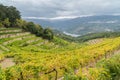 Autumn view on a wineyard terraces in Duoro valley on Duoro river, Portugal Royalty Free Stock Photo