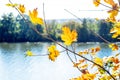 Autumn view with yellow maple leaves on a tree branch near the river on a sunny day Royalty Free Stock Photo