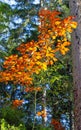 Autumn view in german forest - more detailed Royalty Free Stock Photo