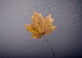 Autumn views through the window Royalty Free Stock Photo