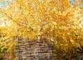 Abstract autumn yellow leaves nature background. Royalty Free Stock Photo