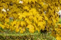 Autumn in the village of Ust-Izhora, the site of the battle with the Swedes in 1240 Royalty Free Stock Photo