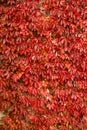 Autumn Vine Leaves Background Texture