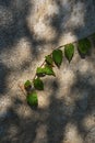 autumn vines