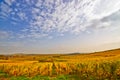 Autumn Vineyard