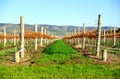 Autumn Vineyard