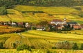 Autumn Vineyard