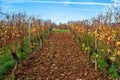 Autumn Vineyard in Alsace with Rows of Grape Vines Royalty Free Stock Photo
