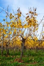 Autumn Vineyard in Alsace with Yellow Leaves Royalty Free Stock Photo