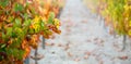 Autumn vineyard background with multicolored leaves and rows of vine plants in perspective Royalty Free Stock Photo