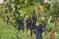 Autumn vineyard with blue grapes Royalty Free Stock Photo