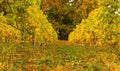 Autumn vineyard Royalty Free Stock Photo