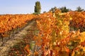 Autumn vineyard Royalty Free Stock Photo