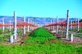 Autumn Vineyard & Hills