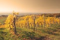 Autumn vineyard Royalty Free Stock Photo