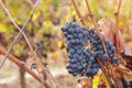 Autumn vineyard in La Rioja, Spain Royalty Free Stock Photo