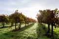 Autumn vineyard in the morning Royalty Free Stock Photo