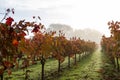 Autumn vineyard in the morning Royalty Free Stock Photo