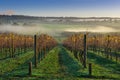 Autumn Vineyard