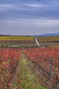 Autumn vineyard near Eger, Matra a Bukk mountains, Heves, Hungary