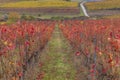Autumn vineyard near Eger, Matra a Bukk mountains, Heves, Hungary Royalty Free Stock Photo