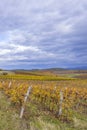 Autumn vineyard near Eger, Matra a Bukk mountains, Heves, Hungary