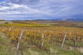 Autumn vineyard near Eger, Matra a Bukk mountains, Heves, Hungary Royalty Free Stock Photo