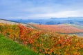 Autumn vineyard. Piedmont, Italy