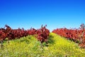 Autumn vineyard at Portugal