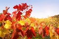 Autumn vineyard Royalty Free Stock Photo