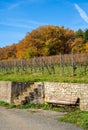 Autumn Vineyard with Rustic Bench Royalty Free Stock Photo