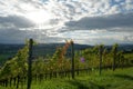 Autumn vineyard on sunny slope in town Weinfelden, in Switzerland arranged in rows.