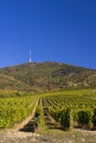 Autumn vineyard and Tokaji-hegy (513 m), Tokaj region, Great Plain and North, Hungary Royalty Free Stock Photo