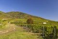 Autumn vineyard and Tokaji-hegy (513 m), Tokaj region, Great Plain and North, Hungary Royalty Free Stock Photo