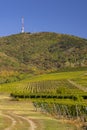 Autumn vineyard and Tokaji-hegy (513 m), Tokaj region, Great Plain and North, Hungary Royalty Free Stock Photo