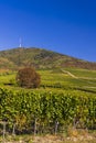 Autumn vineyard and Tokaji-hegy (513 m), Tokaj region, Great Plain and North, Hungary Royalty Free Stock Photo