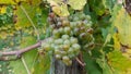 France autumn vineyard Rhine
