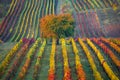 Autumn vineyard Royalty Free Stock Photo