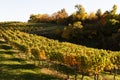 Autumn vineyard in Virginia Royalty Free Stock Photo