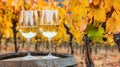 Autumn vineyard white wine tasting Royalty Free Stock Photo