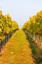 Autumn vineyard in yellow and orange colors with ripe grapes of Pinot Gris. Fall vineyards leading downhill, white sky in Royalty Free Stock Photo