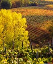 Autumn vineyards