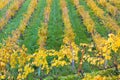 Autumn vineyards in Banyalbufar, Majorca Royalty Free Stock Photo