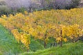 Autumn vineyards in Banyalbufar, Majorca Royalty Free Stock Photo
