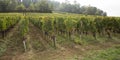 Autumn vineyards with colorful leaves in saint emilion bordeaux wine Royalty Free Stock Photo