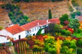 Autumn vineyards and colorful trees in traditional portugal vinery. Douro river valley, Portugal