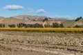 Autumn vineyards with copy space Royalty Free Stock Photo